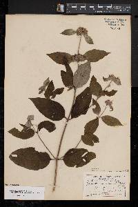 Pycnanthemum incanum image