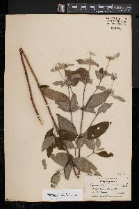 Pycnanthemum incanum image