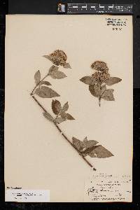 Pycnanthemum incanum image