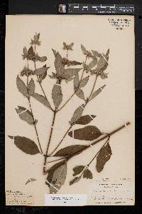 Pycnanthemum incanum image