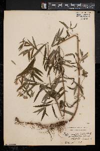 Pycnanthemum verticillatum var. verticillatum image