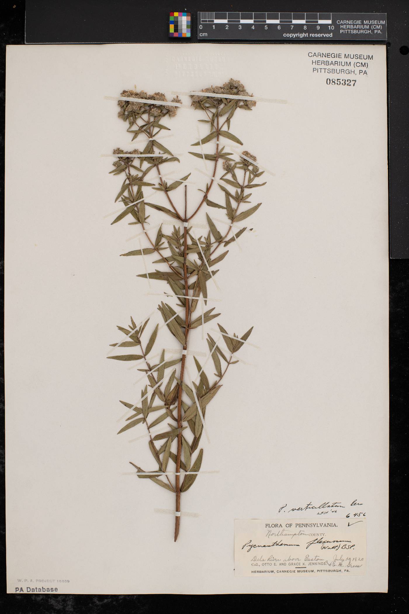 Pycnanthemum verticillatum var. verticillatum image
