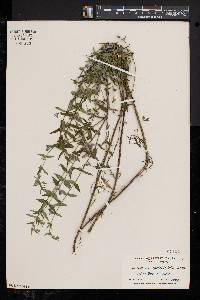 Scutellaria galericulata image