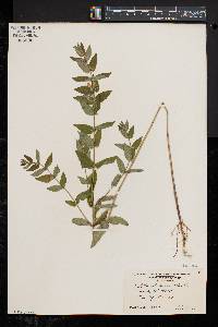 Scutellaria galericulata image