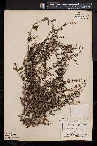 Scutellaria galericulata image