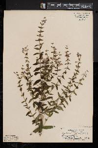 Scutellaria galericulata image