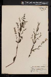 Scutellaria galericulata image