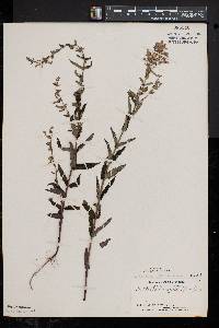 Scutellaria galericulata image