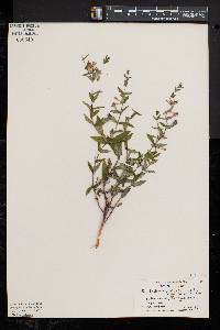 Scutellaria galericulata image