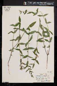 Scutellaria galericulata image