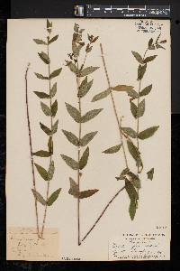 Scutellaria galericulata image