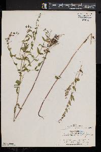 Scutellaria galericulata image