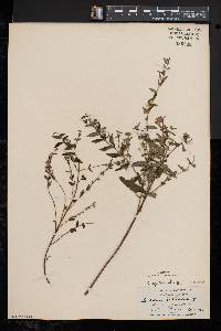 Scutellaria galericulata image