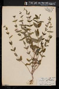 Scutellaria galericulata image