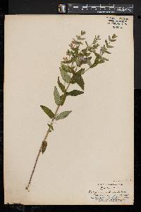 Scutellaria galericulata image