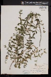 Scutellaria galericulata image