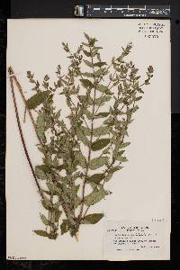 Scutellaria galericulata image