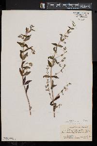 Scutellaria galericulata image