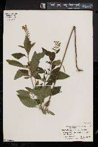 Scutellaria incana image