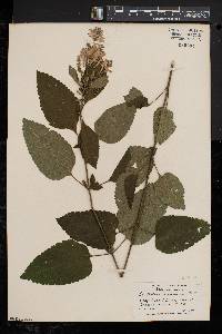 Scutellaria incana image