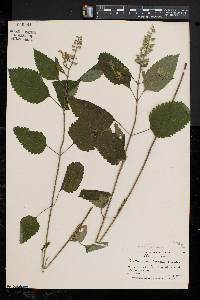 Scutellaria incana image