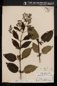 Scutellaria incana image