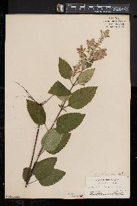 Scutellaria incana image