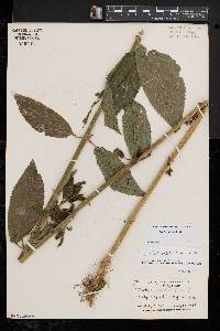 Stachys hispida image