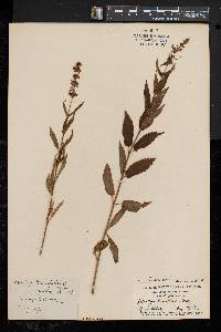 Stachys tenuifolia image