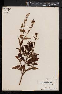 Stachys tenuifolia image