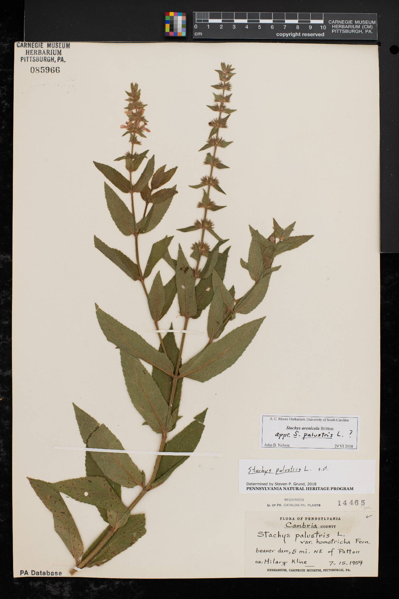 Stachys arenicola image