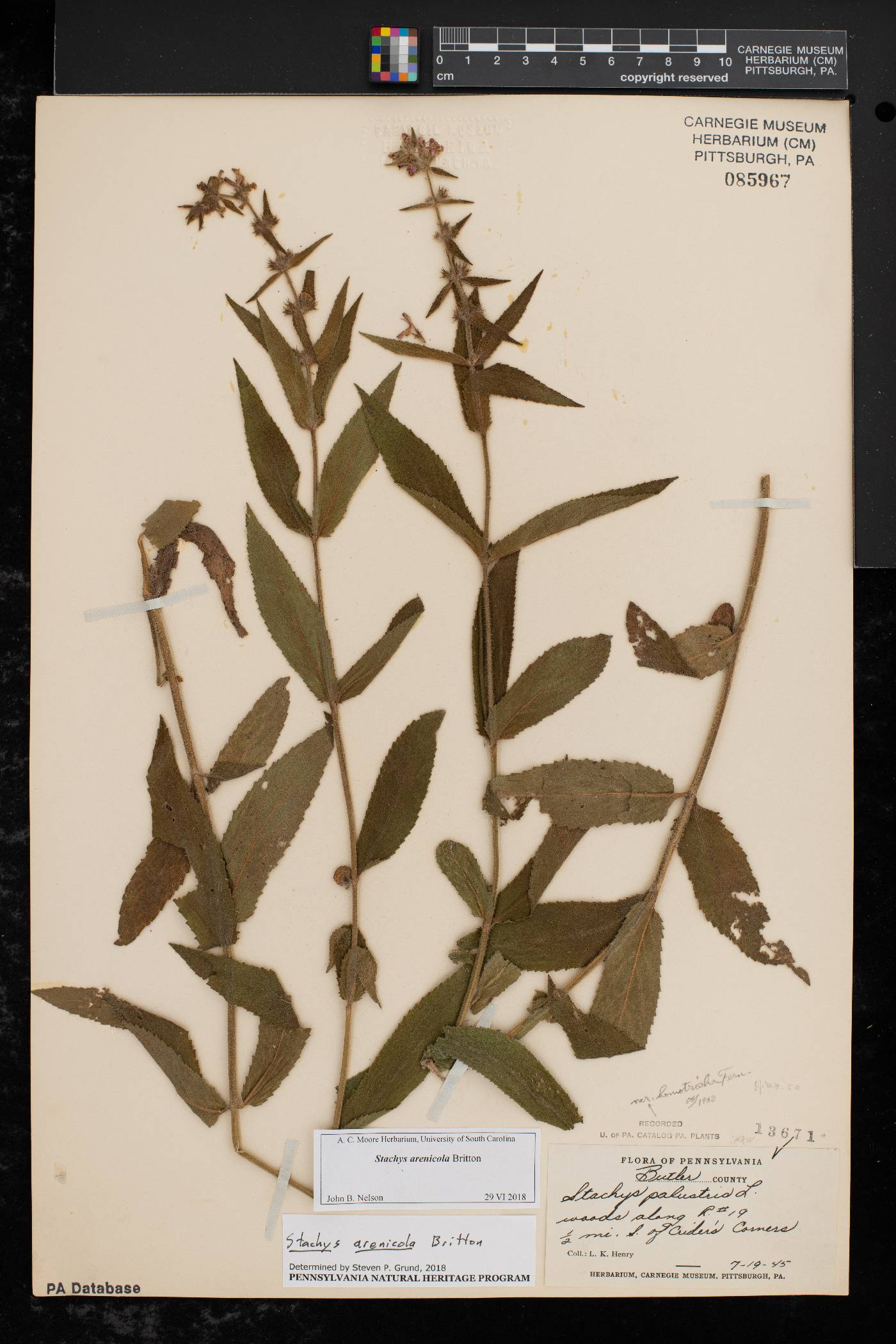 Stachys arenicola image