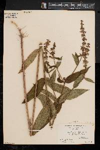 Stachys tenuifolia image