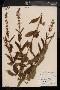 Stachys tenuifolia image