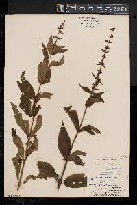 Stachys tenuifolia image