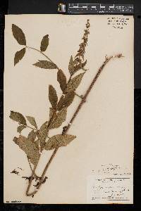 Stachys tenuifolia image