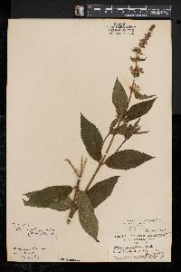 Stachys tenuifolia image