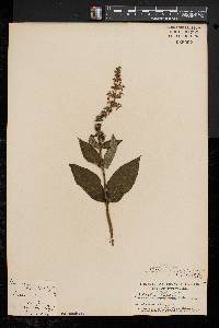 Stachys tenuifolia image