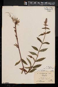 Stachys tenuifolia image