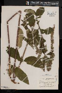 Teucrium canadense var. canadense image