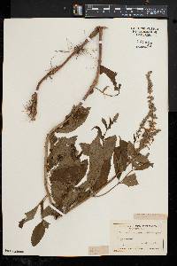 Teucrium canadense var. canadense image