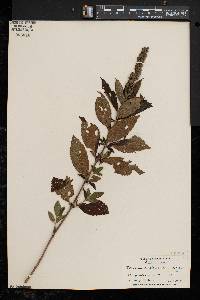 Teucrium canadense var. canadense image