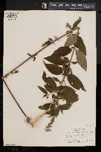 Teucrium canadense var. canadense image