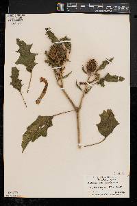 Datura stramonium image