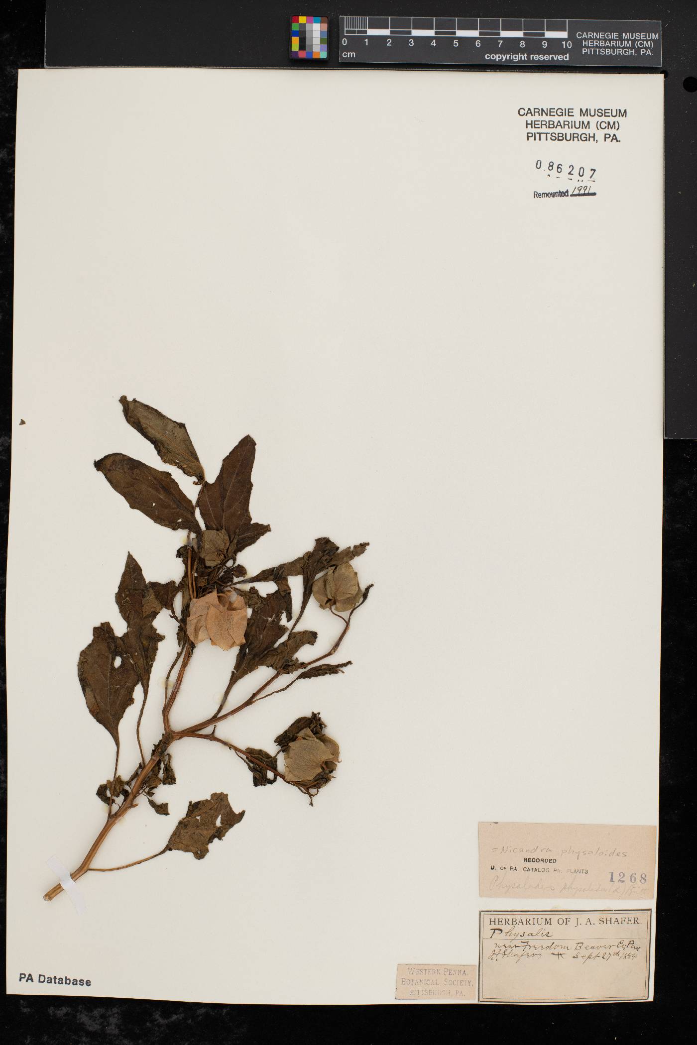 Nicandra physalodes image