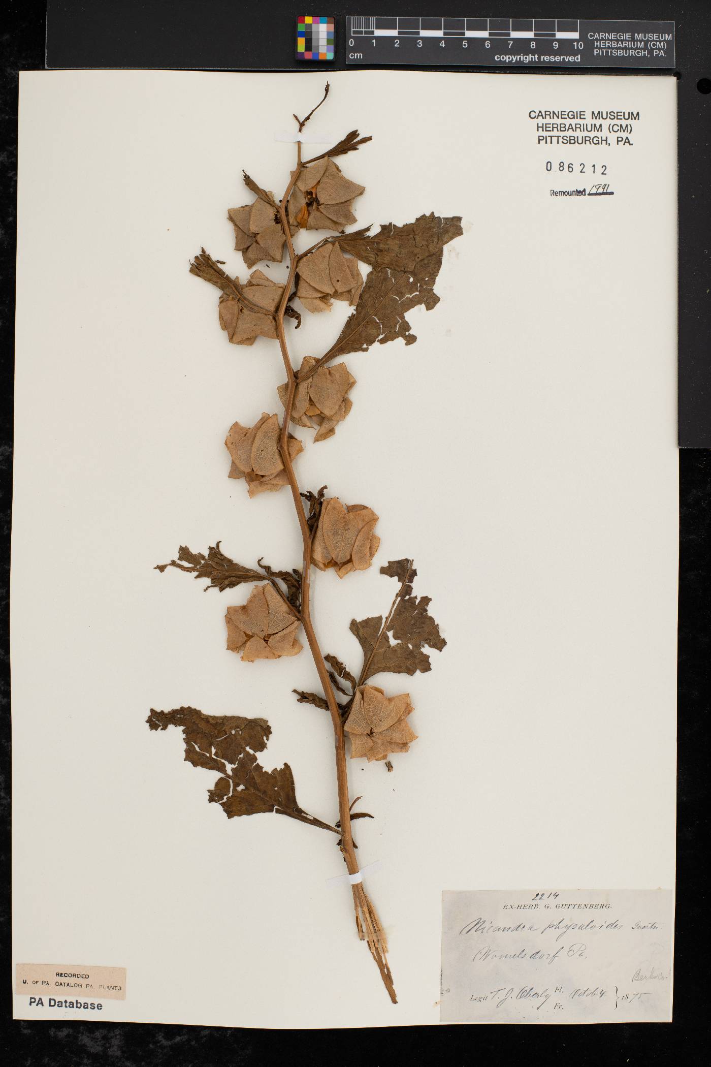 Nicandra physalodes image