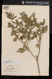 Physalis longifolia image