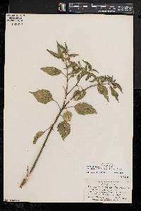 Physalis longifolia image