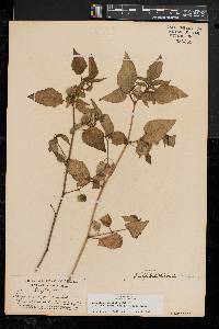 Physalis longifolia image