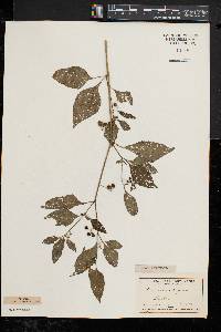 Solanum nigrum image